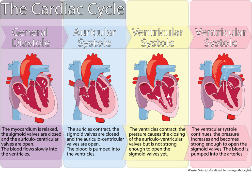 the-cardiac-cycle-and-the-regulation-of-cardiac-activity